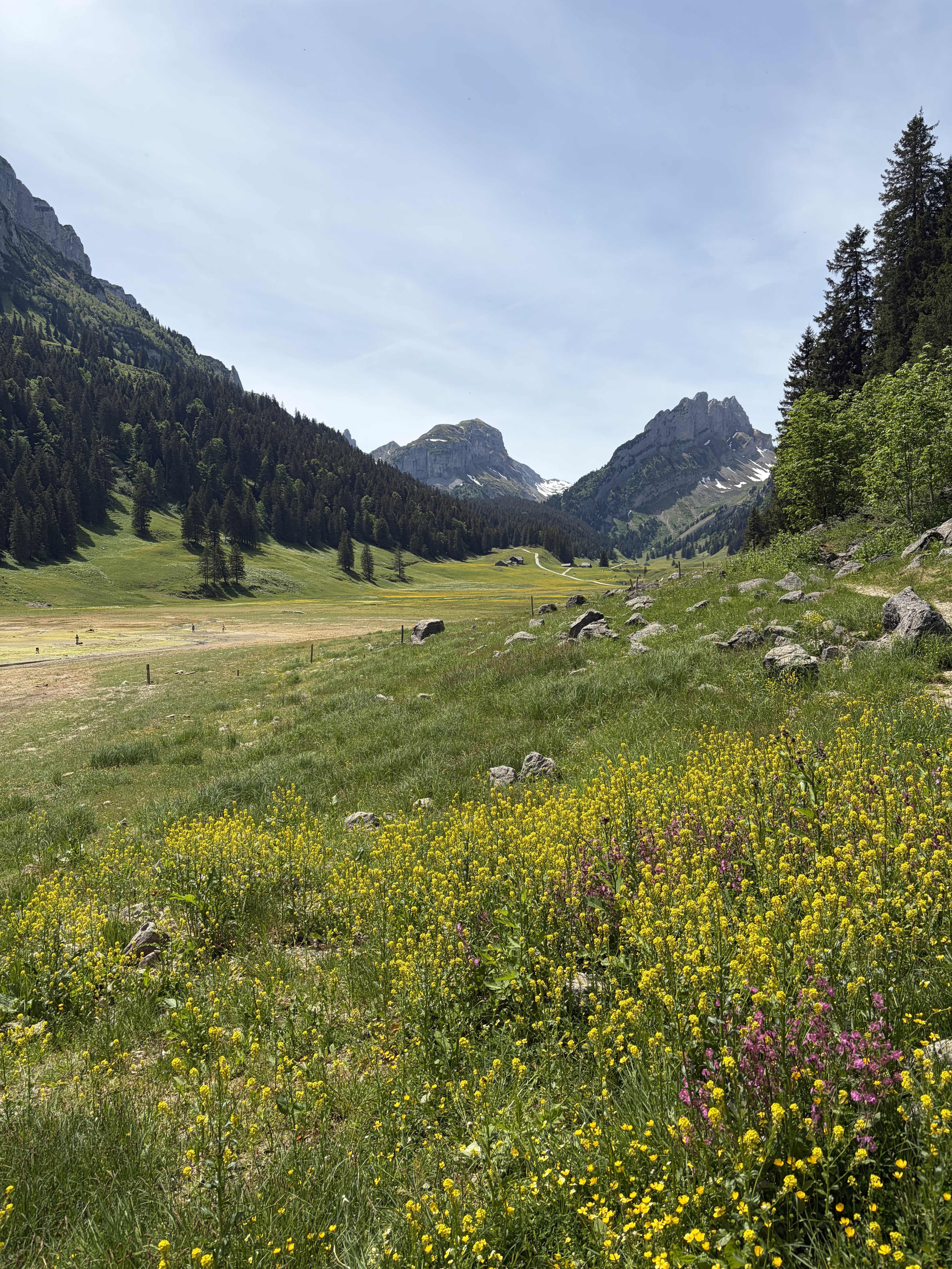Valle alpino con flores silvestres amarillas y rosas, bosques y montañas nevadas al fondo